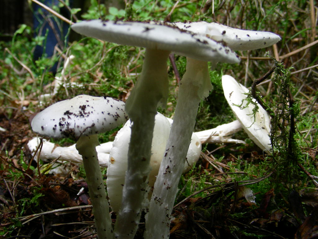 Amanita virosa (Lamark) Bertillon